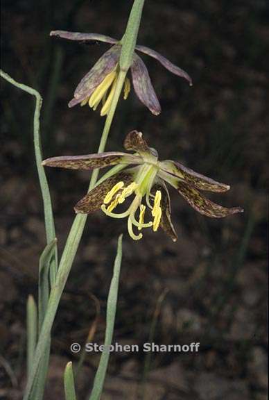 fritillaria atropurpurea 2 graphic